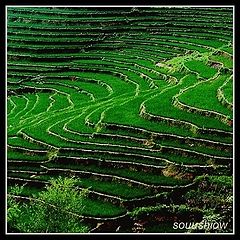 фото "Green"
