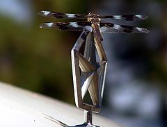фото "superFly"