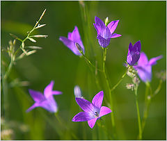photo "Simply handbells."