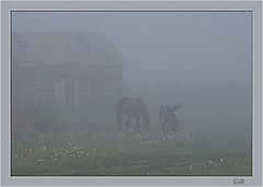 photo "Morning"