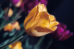photo "Tulip"