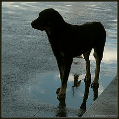 photo "Pitersburg the Black Dog"
