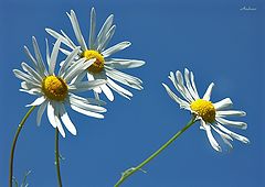 photo "Untitled photo"
