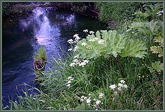 photo "Summer Herbs"