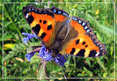 photo "The butterfly2"