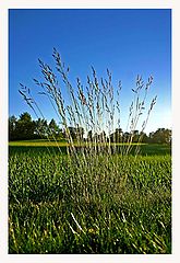 photo "Gras"