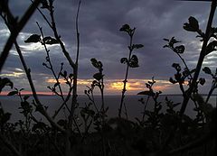 photo "Sight at the leaving sun through poor vegetation"