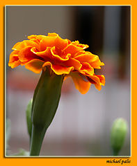 photo "Margarita!"