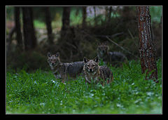 photo "Serial Killer - Wolf - Canis"