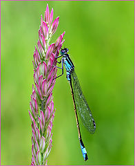 photo "Dragon 1"