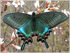 photo "Papilio Maakii"