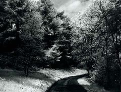 photo "Valley of Pines"