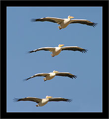 photo "Serial Killer - White-backed Pelican - Pelecanus o"