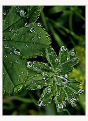 photo "Rain drops"