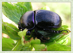 photo "The bug 2."