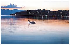 фото "Swan"