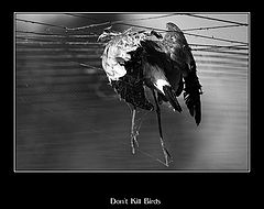 photo "Don`t Kill Birds !!!"