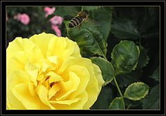 photo "The Work Is Done"
