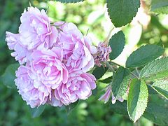 photo "summer"