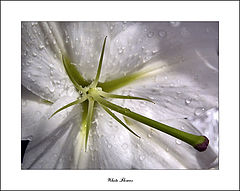 фото "White Flower"