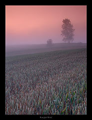 photo "sleepy fields"