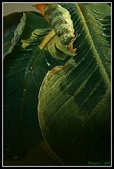 фото "... Green...."