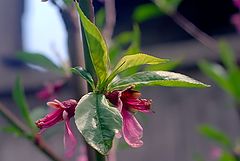 photo "Natural compositions (1)"