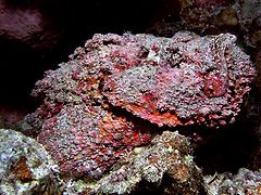 photo "Stone fish"