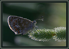 photo "Butterfly"