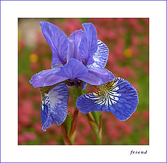 photo "*"