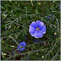 photo "Blossoming flax"