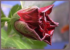 photo "The Buton Hibiscus rose"