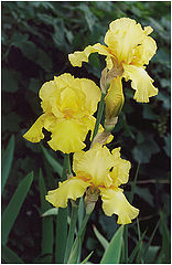 photo "Just one more iris, simply an iris"
