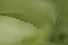 photo "green tone"