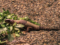 photo "hidden & dangerous..."