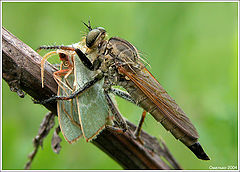 photo "Beauty and the Beast"