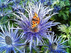фото "Flower with butterfly."