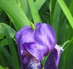 photo "The devourer of flowers"