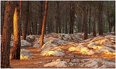 фото "Enchanted Forest #1 Holyland"