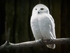 photo "Owl"