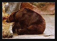 photo "Where my honey?"