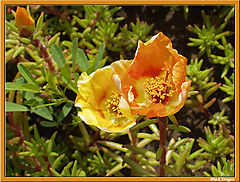 photo "Orange mood"