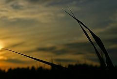 фото "Summernight"