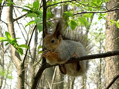 photo "Wood meal"