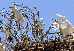 photo "Herons - Garзas"