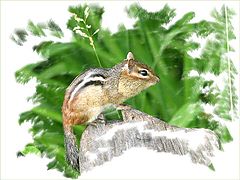 photo "My Good Side?"