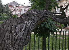 photo "Monastic tree"
