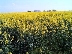 фото "Yellow landscape."