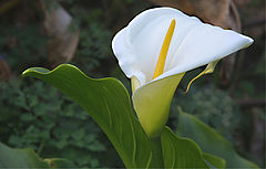 фото "FLOR V"