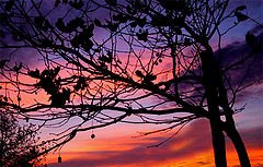 photo "The last light"